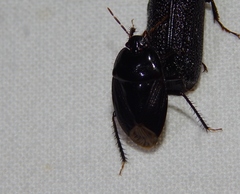 Macroscytus reflexus
