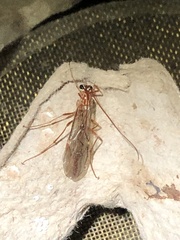 Ophion obscuratus