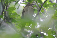 Turdus assimilis
