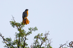 Cossypha caffra caffra