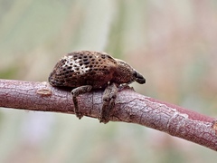 Oxyops fasciatus