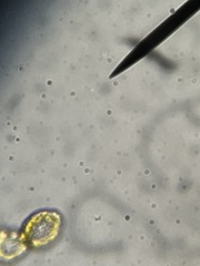 Heterosigma akashiwo