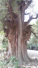 Taxodium mucronatum