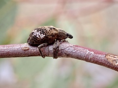 Oxyops fasciatus
