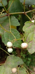 Ampelopsis glandulosa hancei