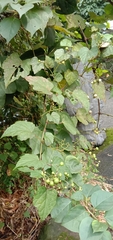 Ampelopsis glandulosa hancei