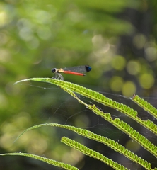 Rhinocypha pagenstecheri timorana