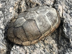 Kinosternon sonoriense