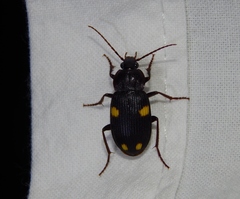 Chlaenius quadripustulatus