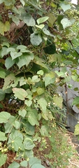 Ampelopsis glandulosa hancei
