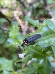 Pyractonema