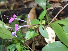 Brachystephanus