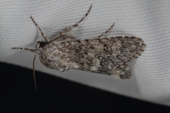 Acronicta euphorbiae