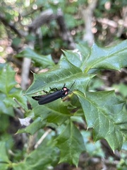 Pyractonema