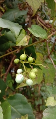 Ampelopsis glandulosa hancei