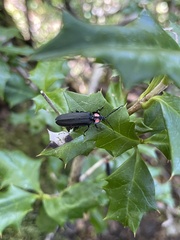 Pyractonema