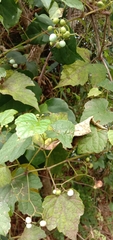 Ampelopsis glandulosa hancei