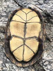 Kinosternon sonoriense