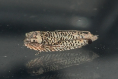 Eucosma argutipunctana