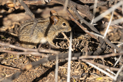Rhabdomys pumilio