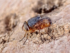 Calliphora dubia