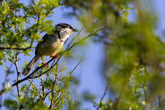 Apalis thoracica