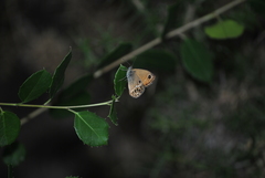 Coenonympha dorus