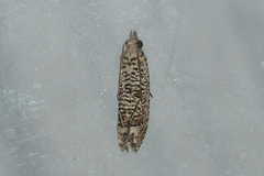 Eucosma argutipunctana