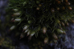 Ulota