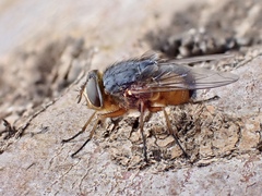 Calliphora dubia