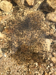 Lithobates yavapaiensis