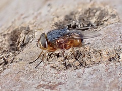 Calliphora dubia