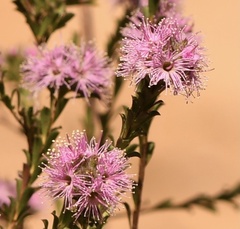 Kunzea capitata