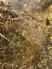 Lithobates yavapaiensis