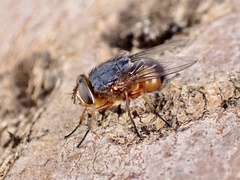 Calliphora dubia