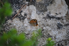 Coenonympha dorus