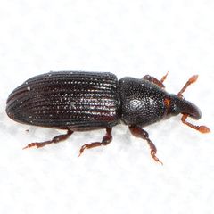 Cossoninae