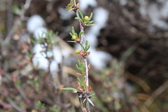 Berberis empetrifolia