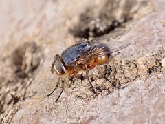 Calliphora dubia