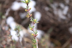 Berberis empetrifolia