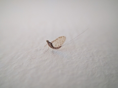Ephemeroptera