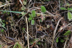 Berberis empetrifolia