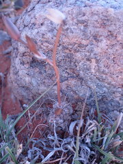 Anacampseros filamentosa