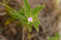 Teedia lucida