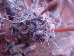 Anacampseros filamentosa