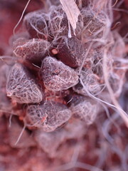 Anacampseros filamentosa