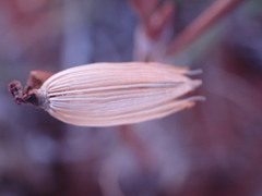 Anacampseros filamentosa