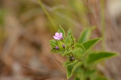 Teedia lucida