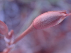 Anacampseros filamentosa