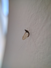 Ephemeroptera